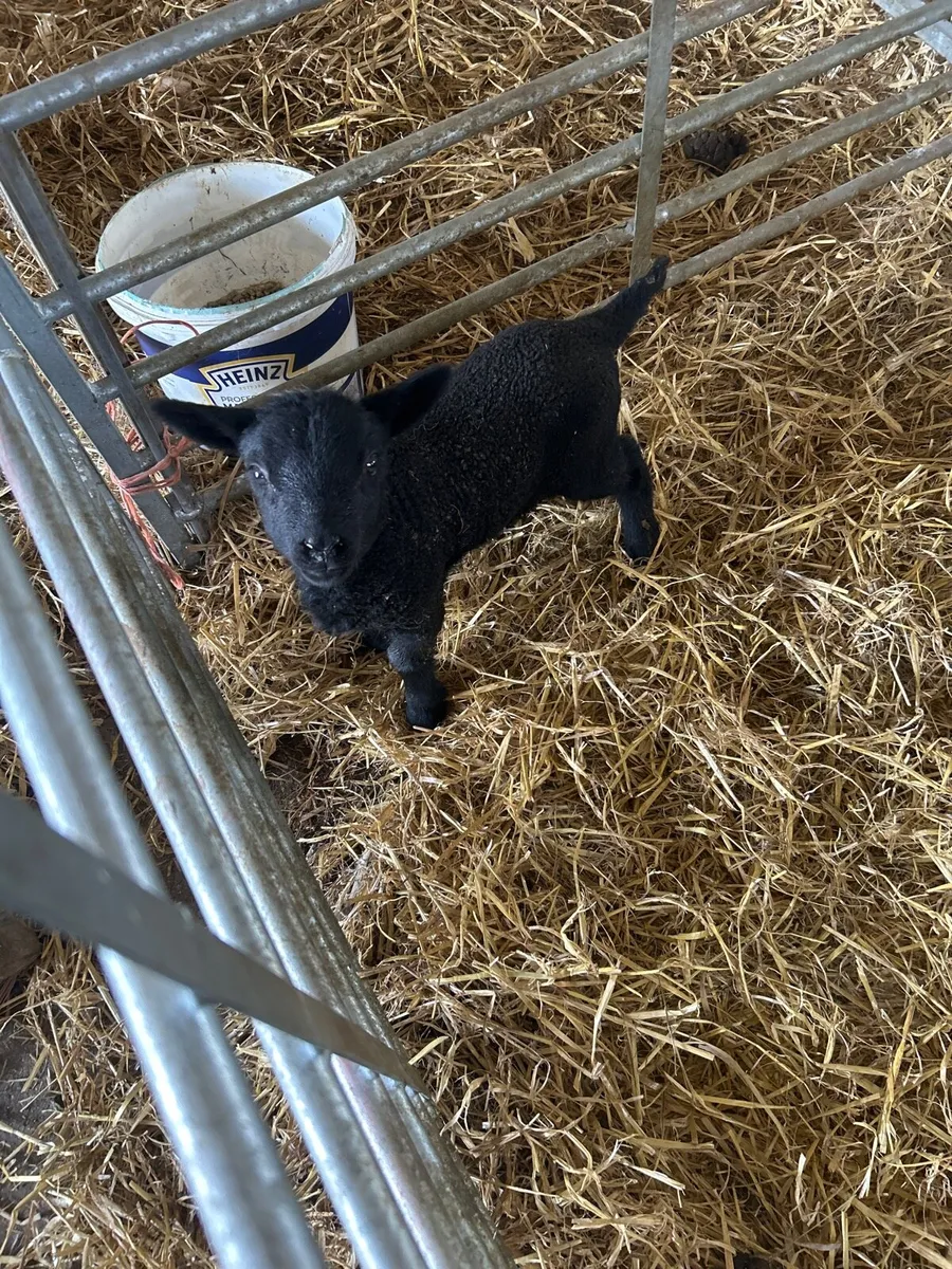 Pet/ foster lambs - Image 1