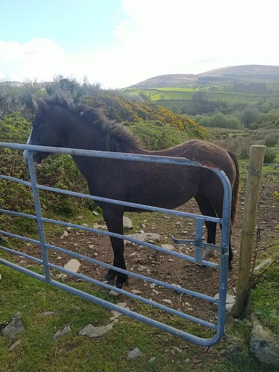 Horse - Image 1