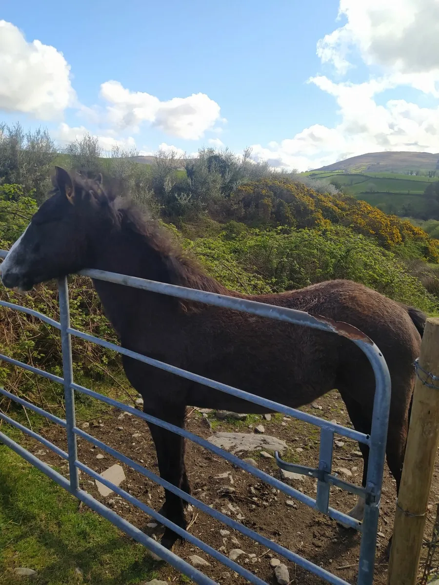Horse - Image 3