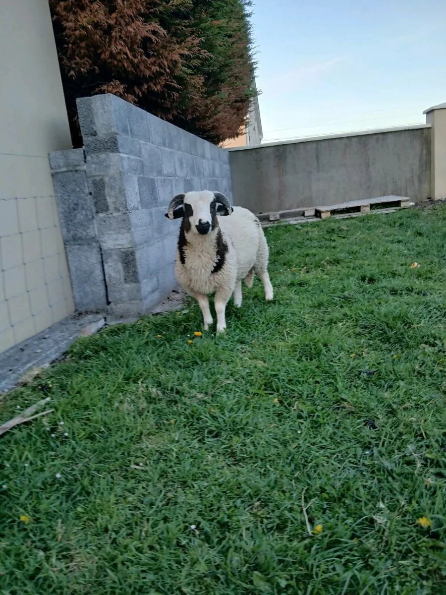 Spring lamb - Image 1