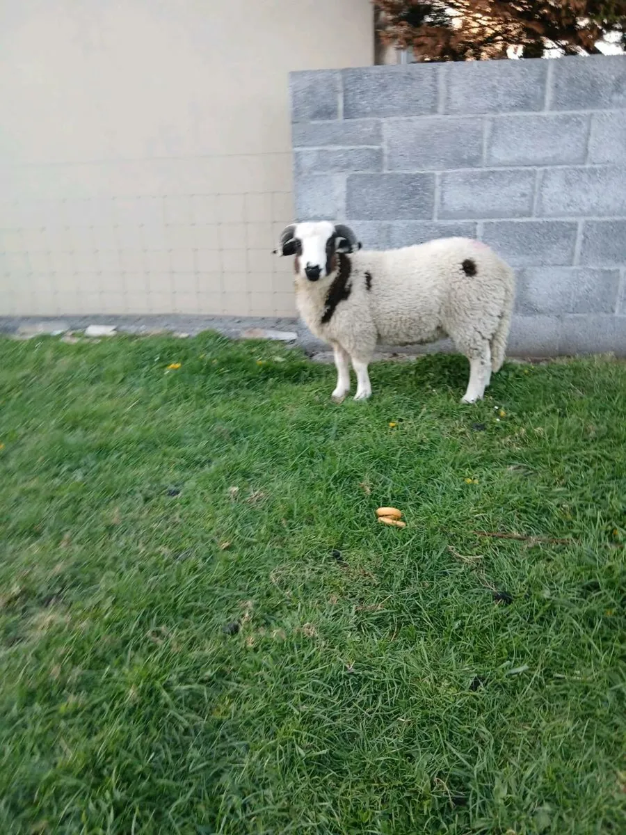 Spring lamb - Image 2