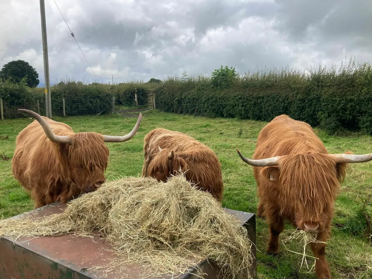 Pedigree registered Highland cow with calf at foot - Image 1