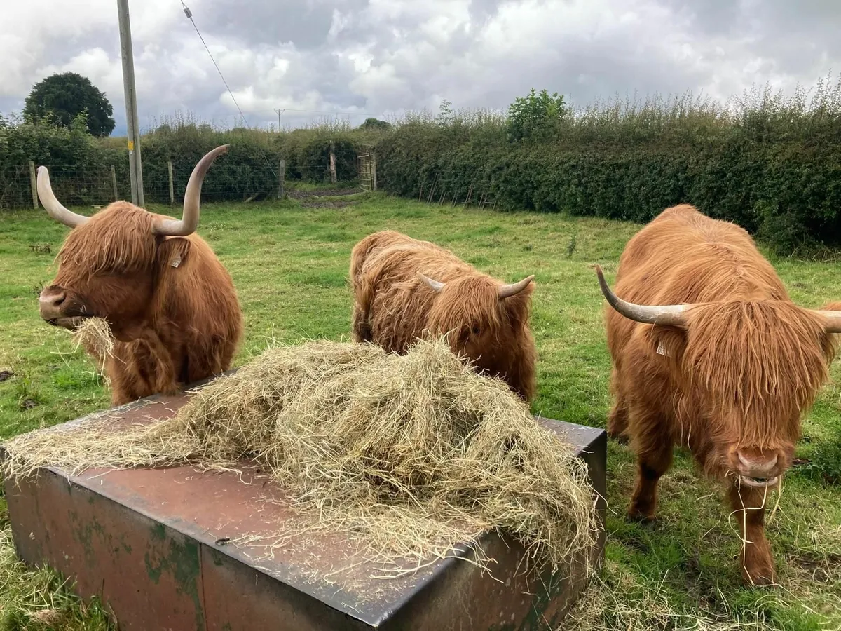 Pedigree registered Highland cow with calf at foot - Image 2