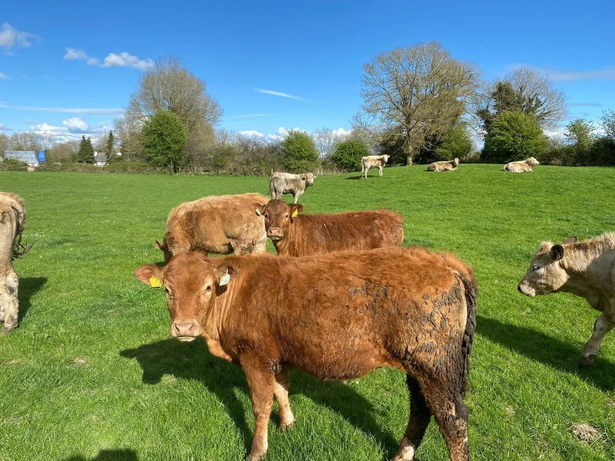 Organic Heifers Gort mart - Image 1