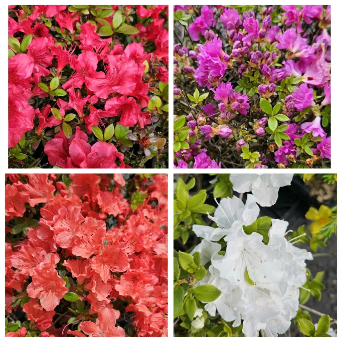 Azalea Plants in Flower now, 2euros - Image 1