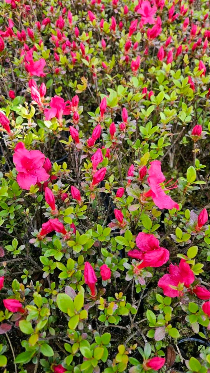 Azalea Plants in Flower now, 2euros - Image 2