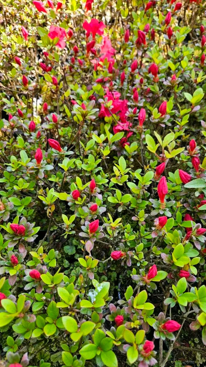 Azalea Plants in Flower now, 2euros - Image 3