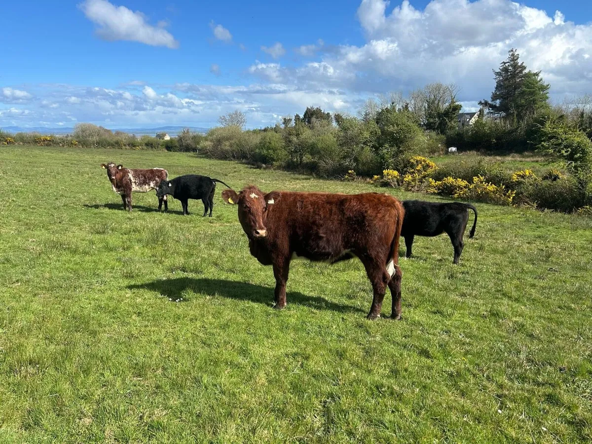 2 out wintered shorthorn heifers - Image 1