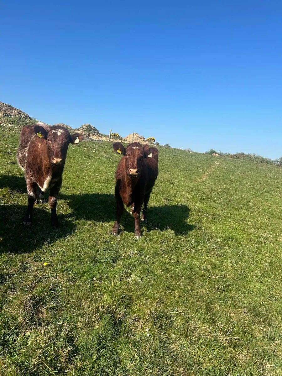 2 out wintered shorthorn heifers - Image 2