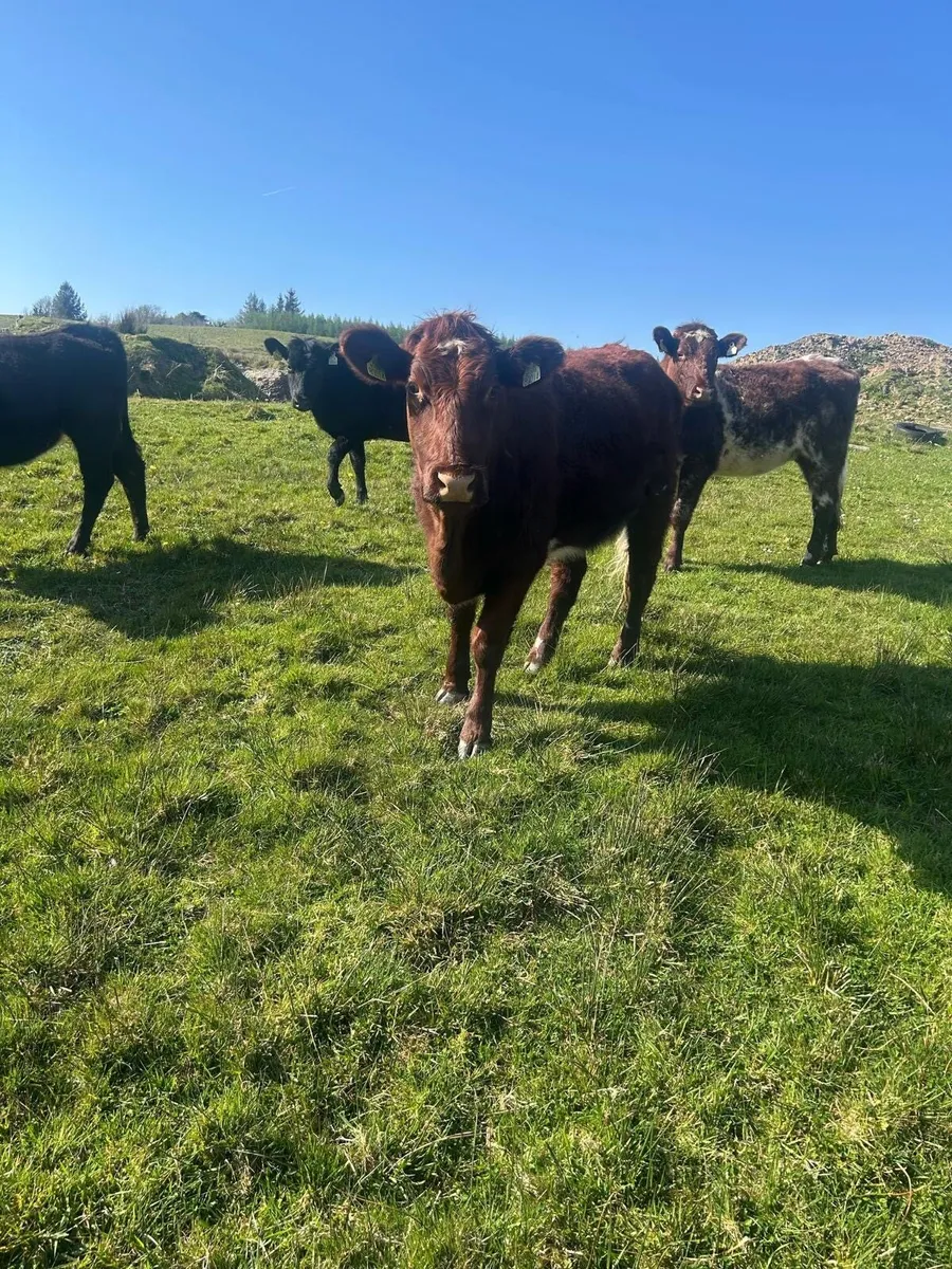 2 out wintered shorthorn heifers - Image 3