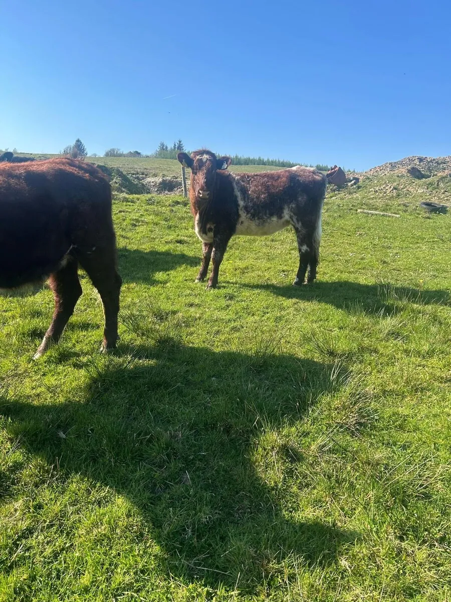 2 out wintered shorthorn heifers - Image 4