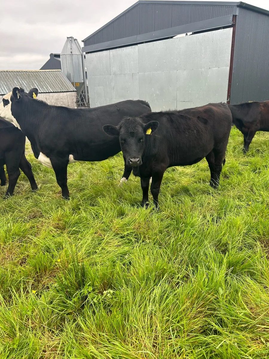 Tralee Farm Manager Wanted - Image 4