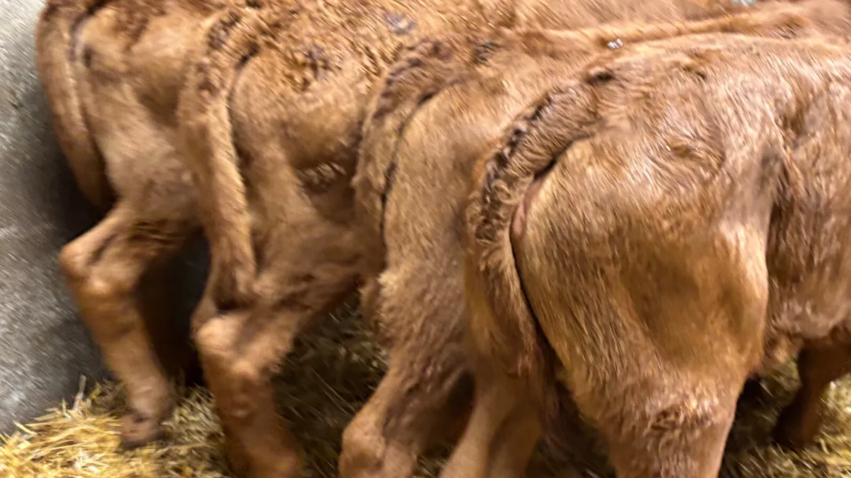 ⭐️4 Super Red AA Heifer Calves ⭐️ - Image 3