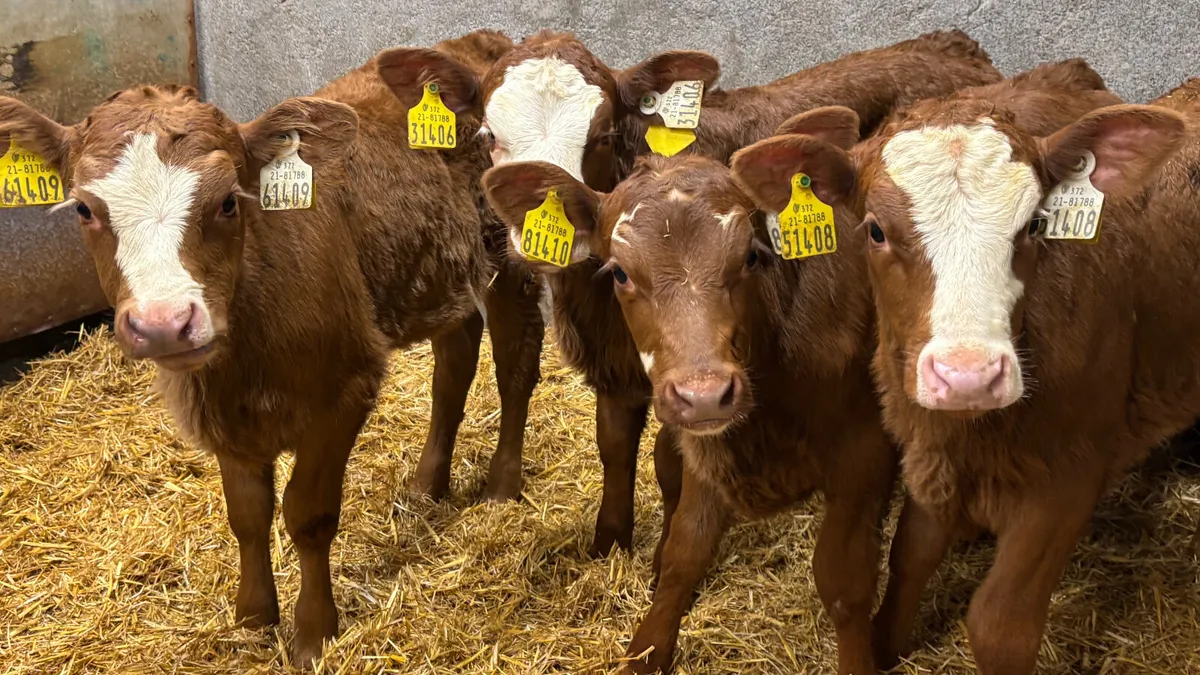 ⭐️4 Super Red AA Heifer Calves ⭐️ - Image 4