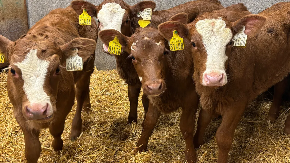 ⭐️4 Super Red AA Heifer Calves ⭐️ - Image 1
