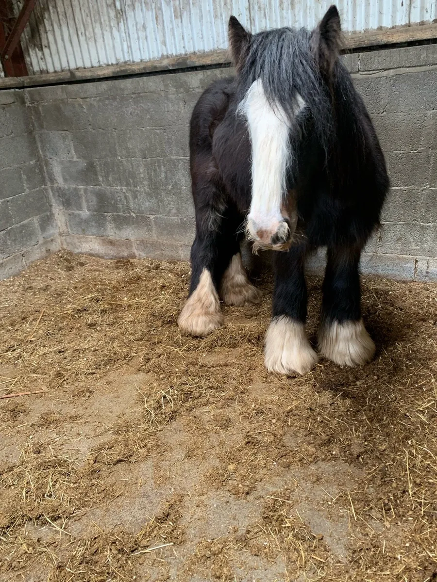 Horses - Image 4