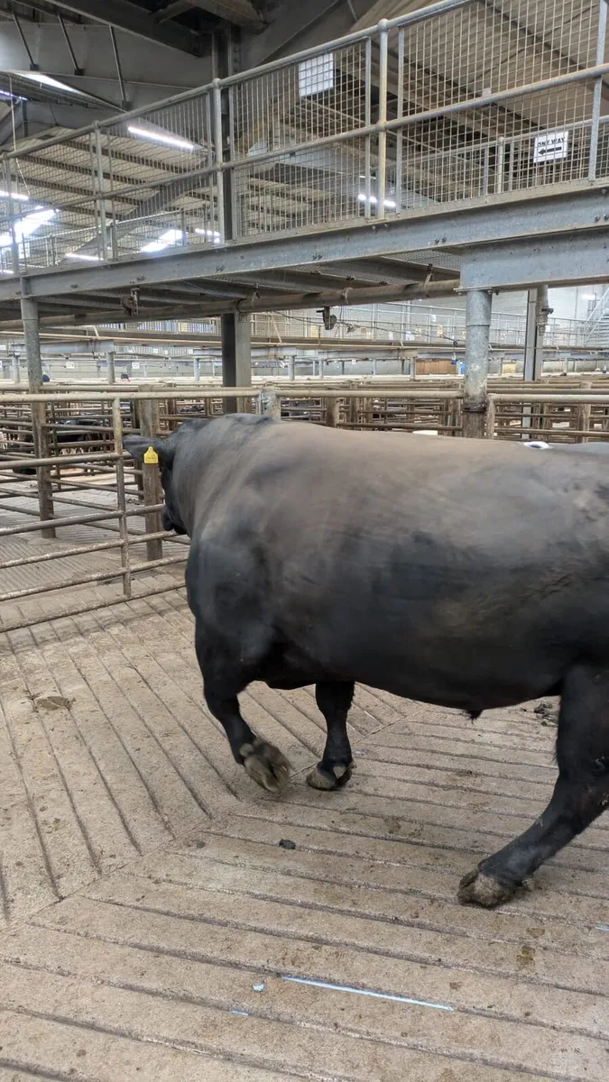 Bull - Image 1