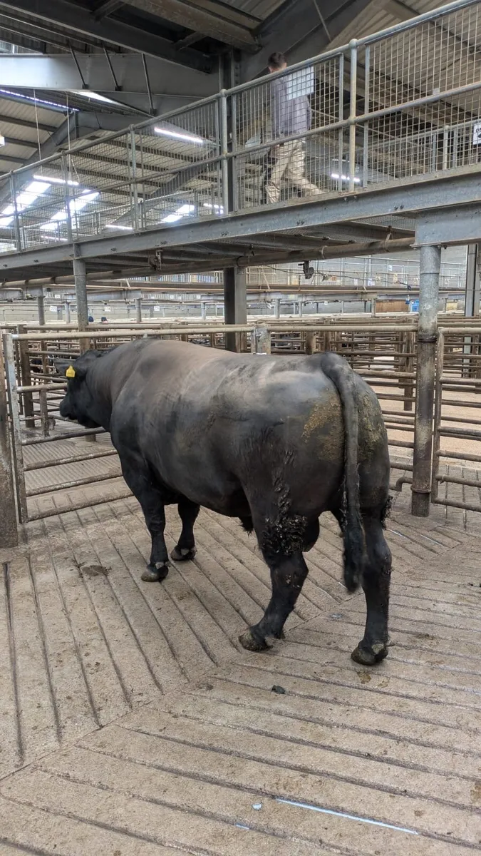 Bull - Image 2