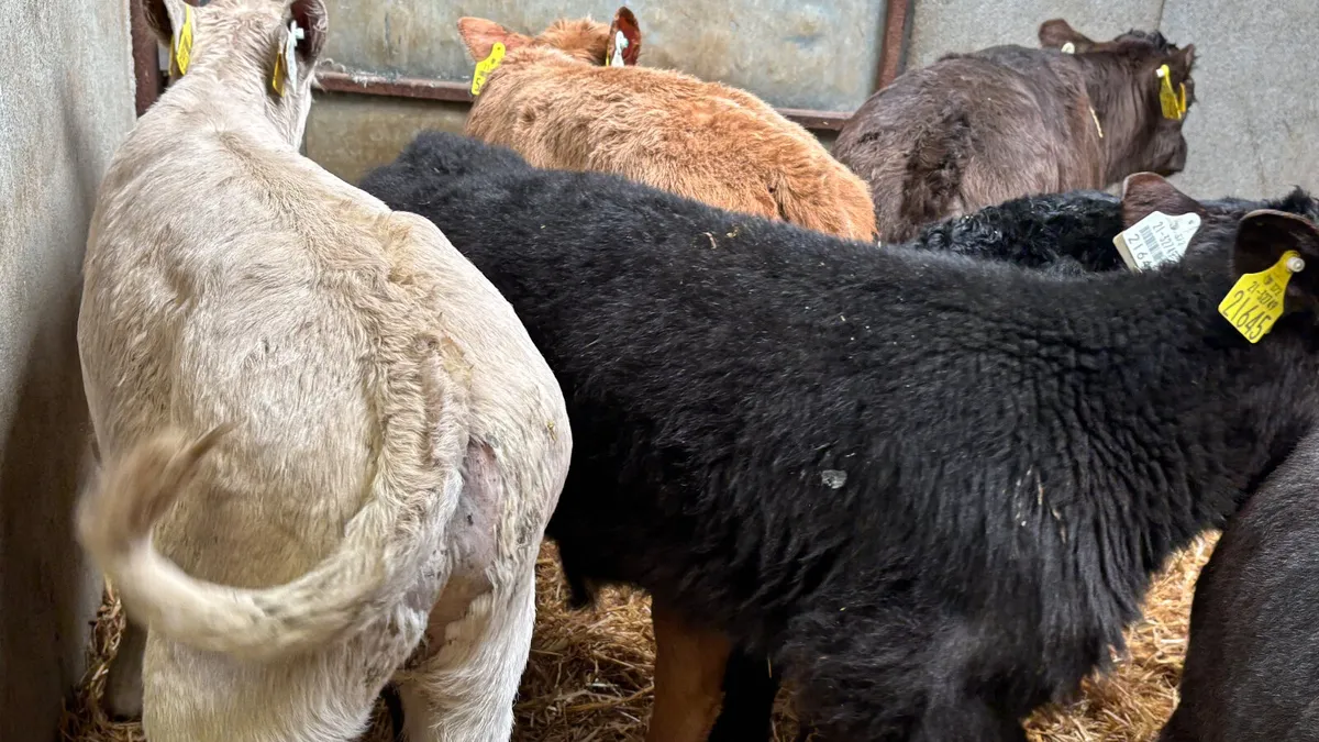 6 Quality Bull Calves - Image 4