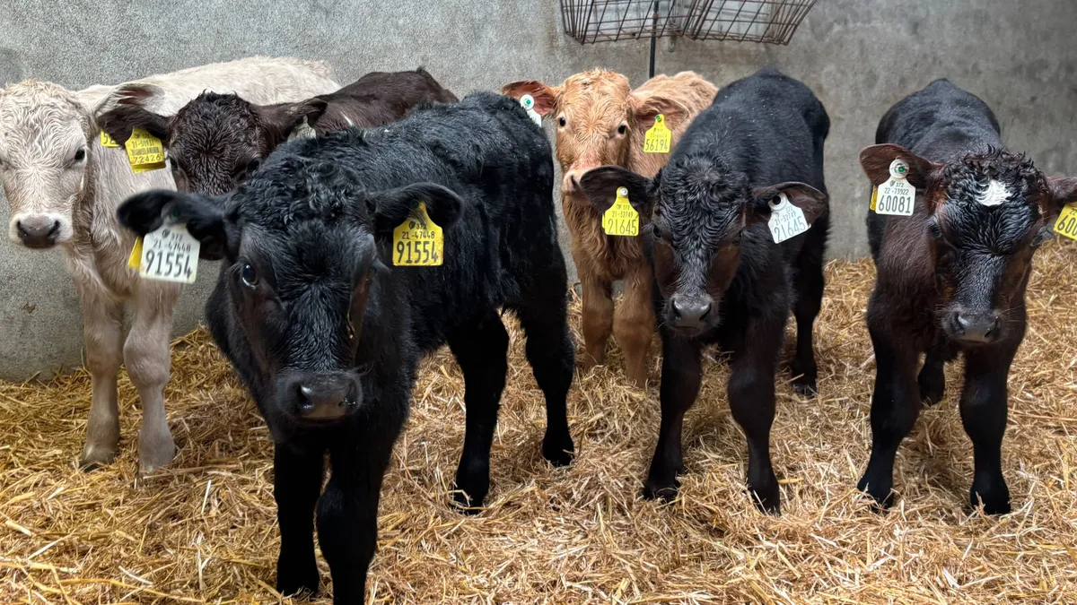 6 Quality Bull Calves - Image 1