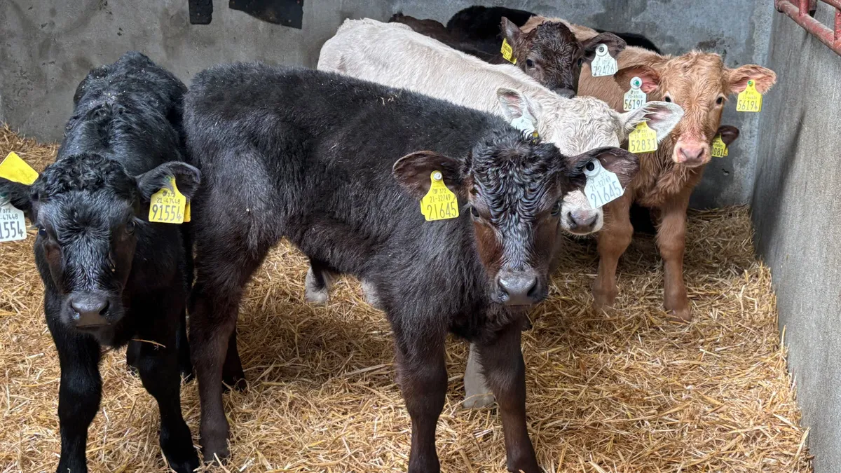 6 Quality Bull Calves - Image 2