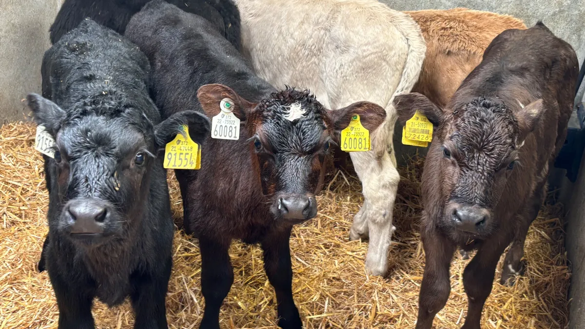 6 Quality Bull Calves - Image 3