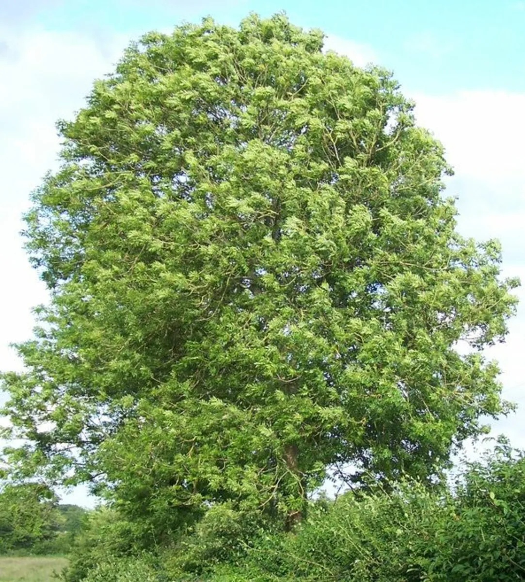 Extra Large Trees - Image 1