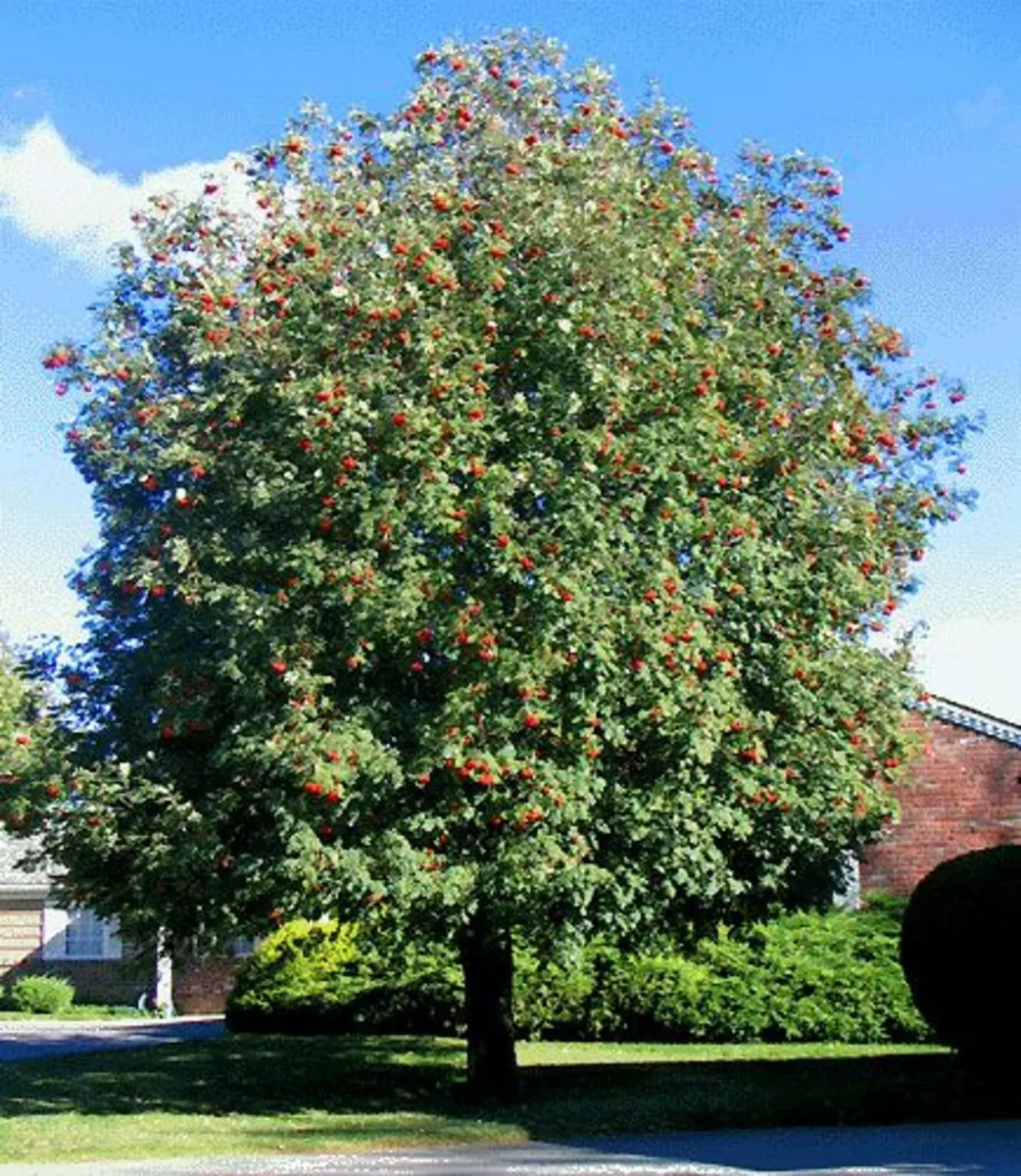 Extra Large Trees - Image 2