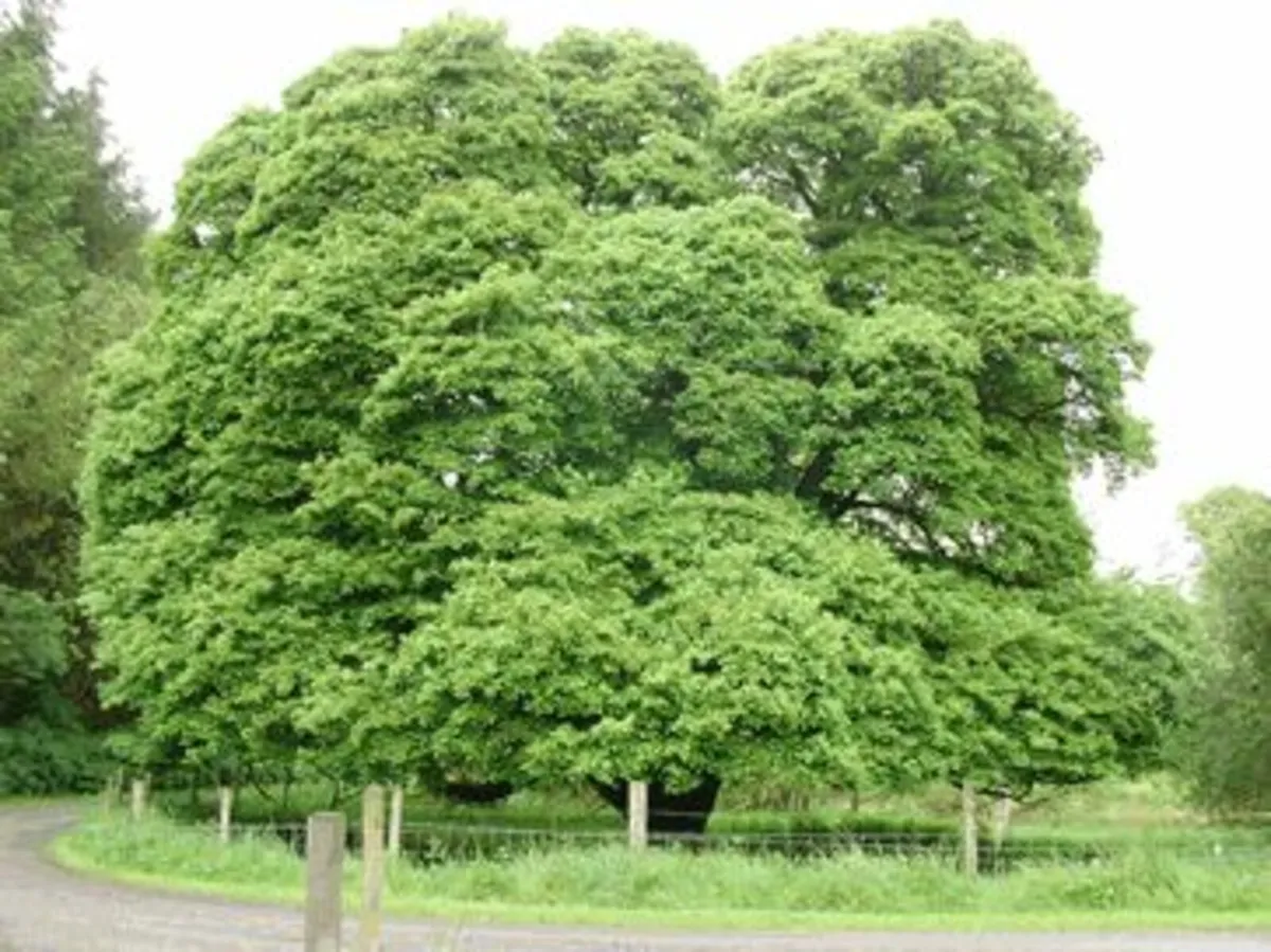 Extra Large Trees - Image 3