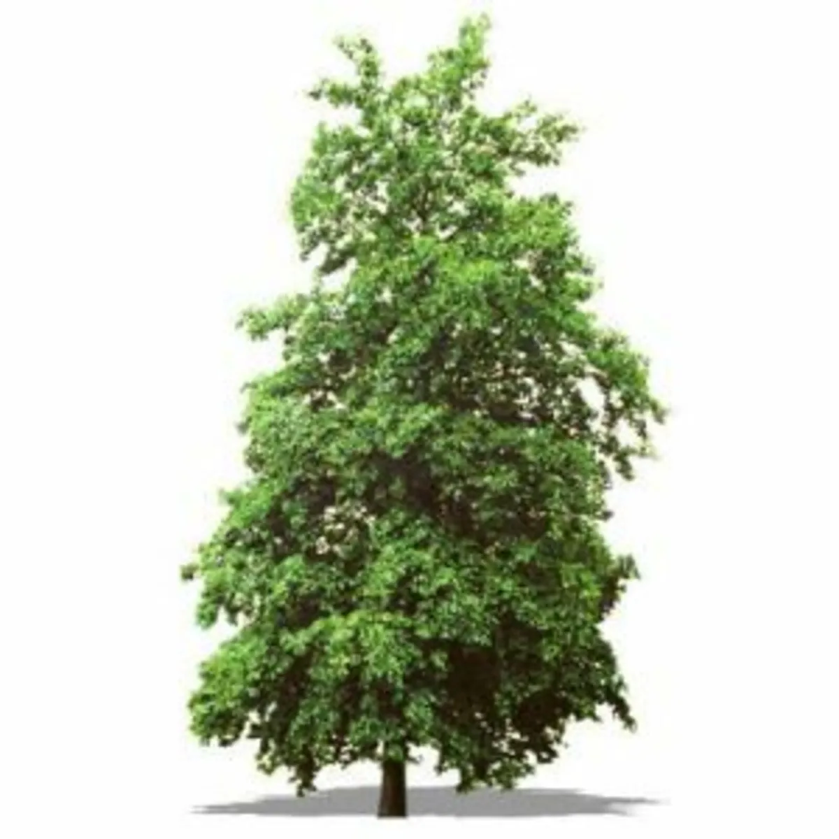 Extra Large Trees - Image 4