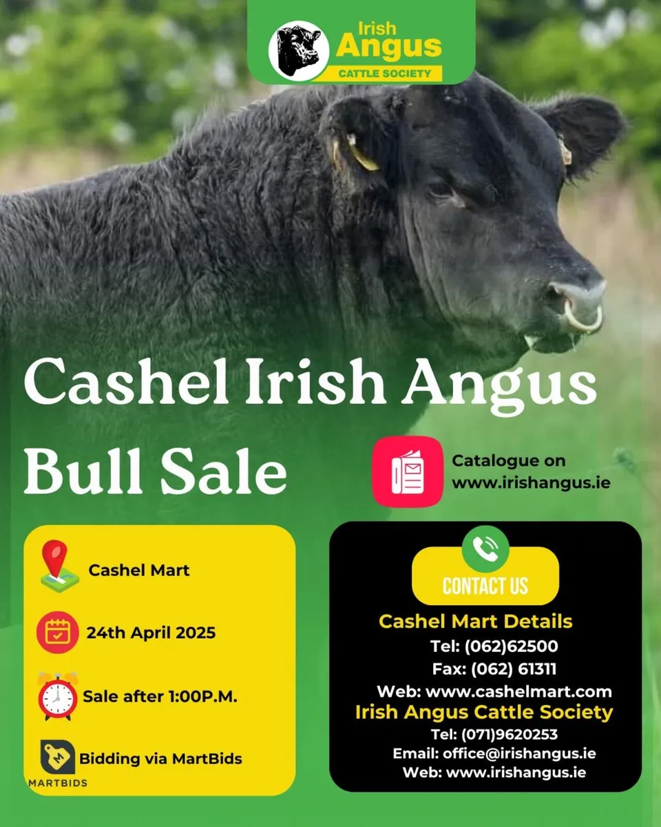 Cashel Irish Angus Bull Sale