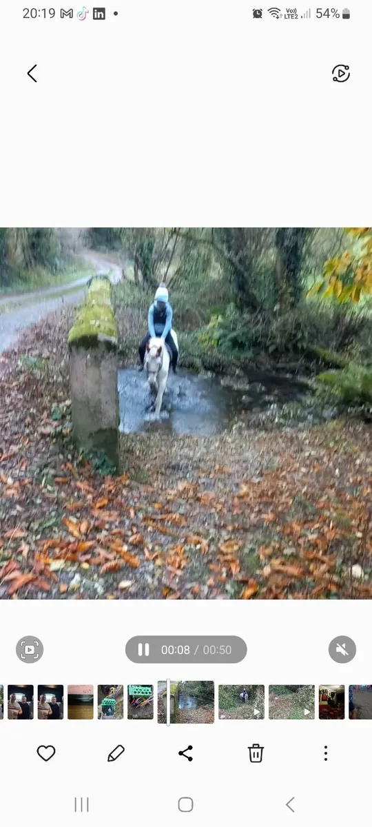 Horse - Image 2