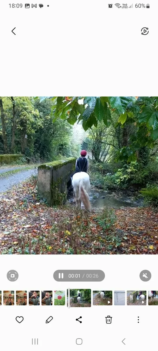 Horse - Image 4