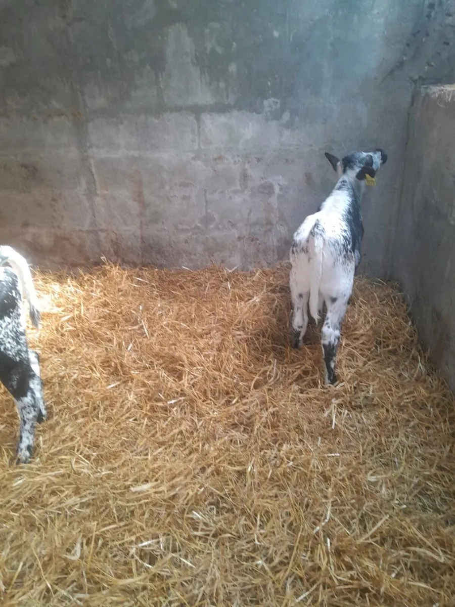 For sale four heifer  calves - Image 1