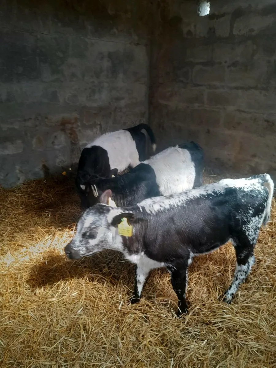 For sale four heifer  calves - Image 2