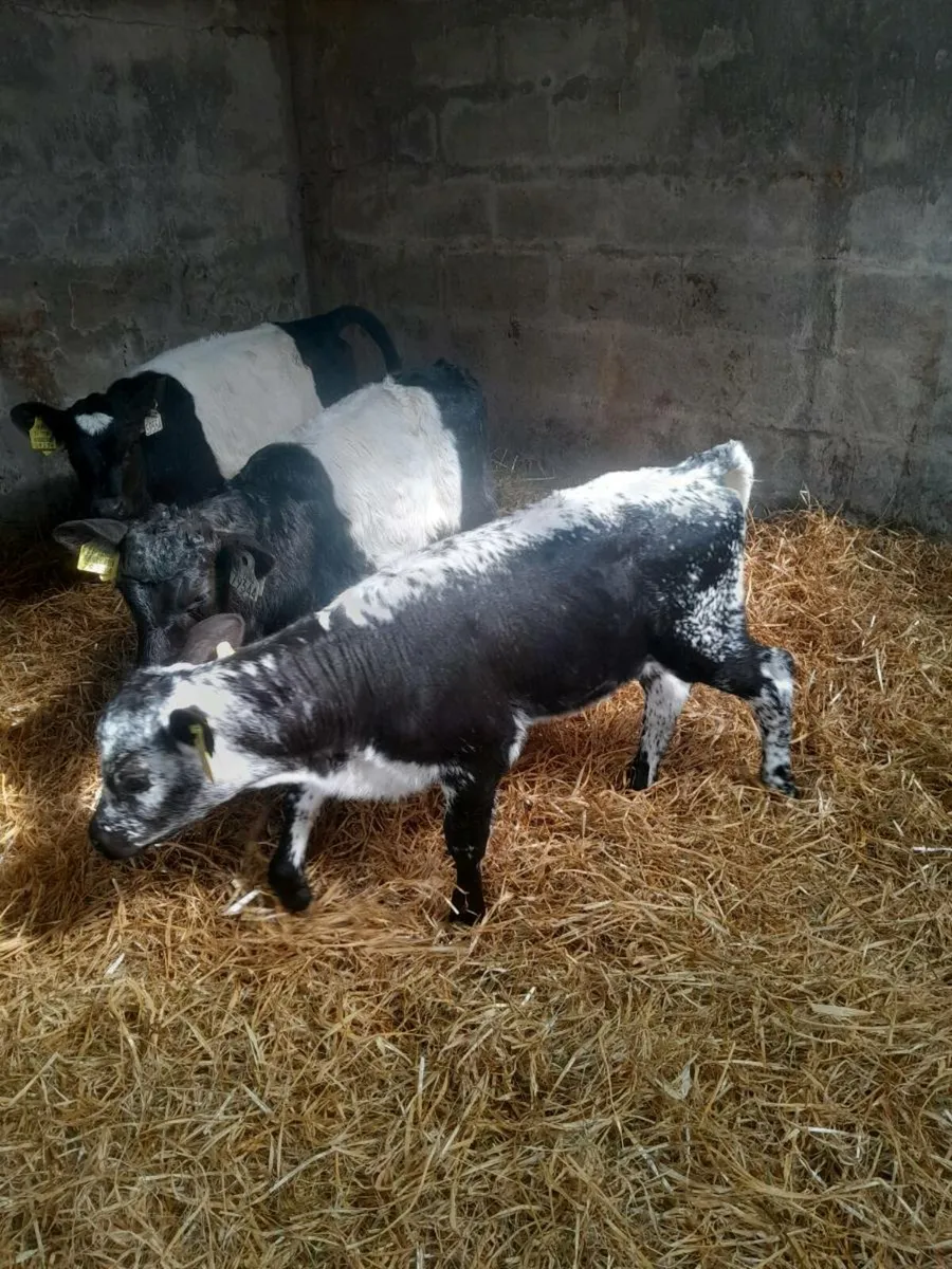 For sale four heifer  calves - Image 3