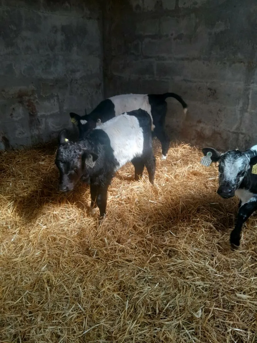 For sale four heifer  calves - Image 4