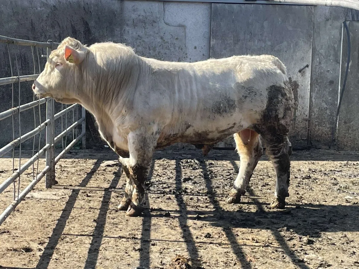 Quality Charolais bulls - Image 1