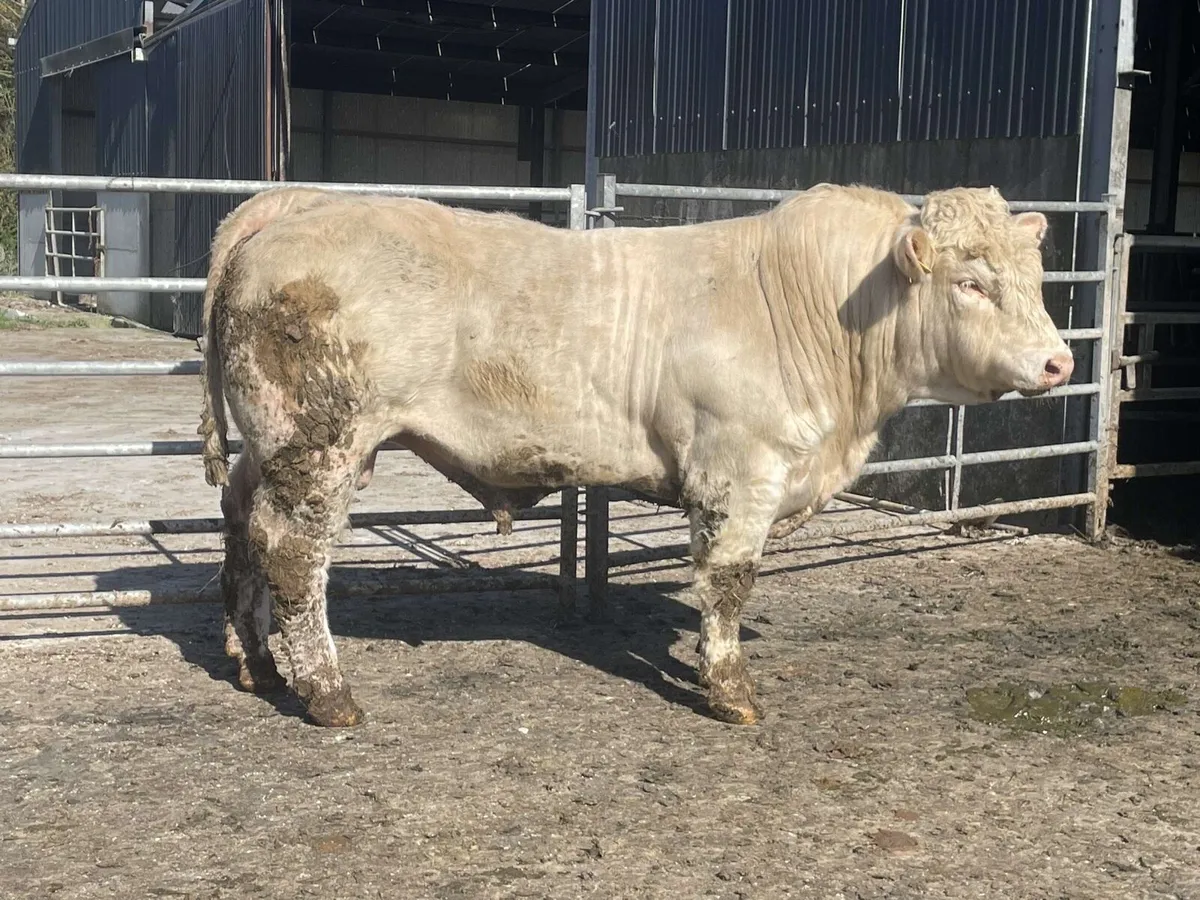 Quality Charolais bulls - Image 2