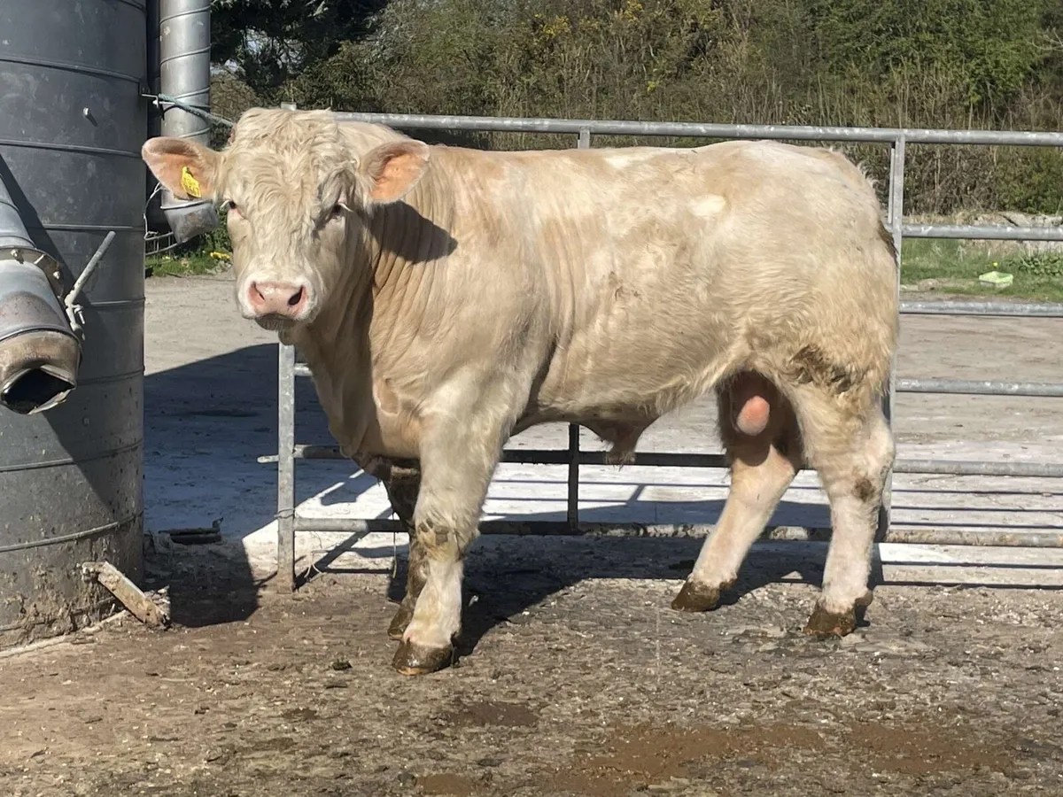 Quality Charolais bulls - Image 3