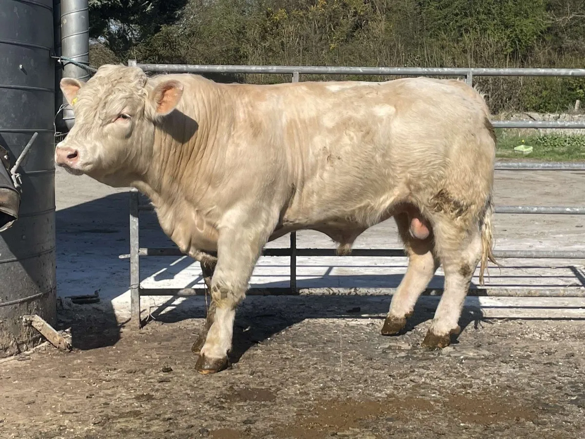 Quality Charolais bulls - Image 4