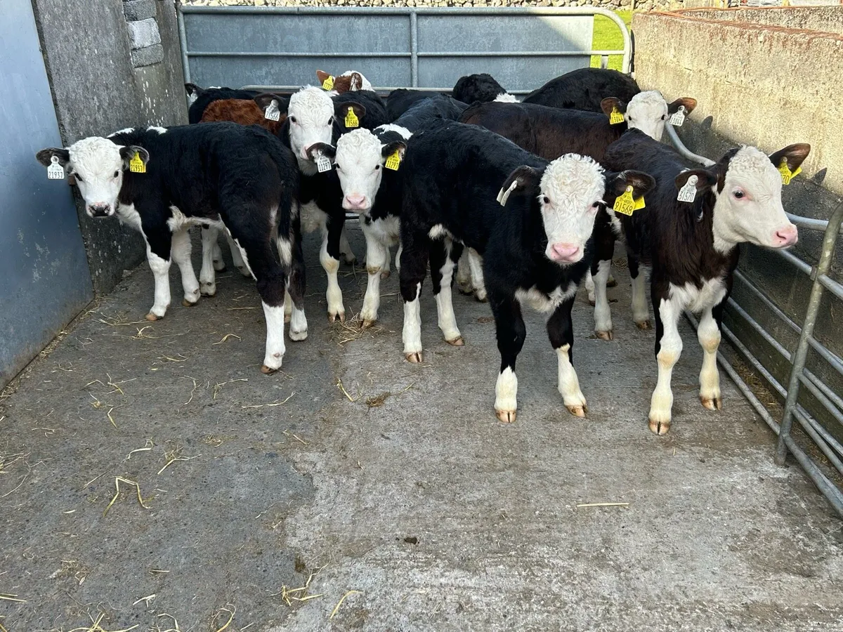 11 Serious Reared Whitehead Bulls - Image 1