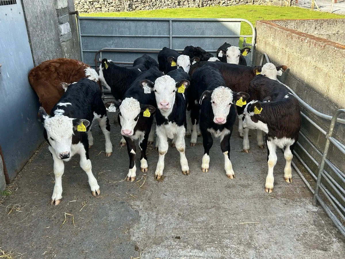 11 Serious Reared Whitehead Bulls - Image 2