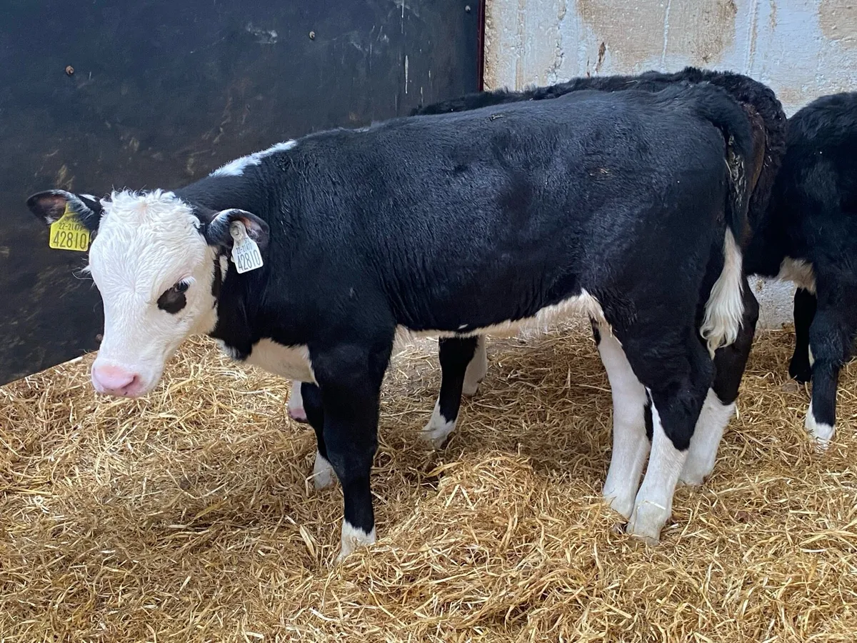 12 Powerful OAD Whitehead Heifer Calves - Image 1