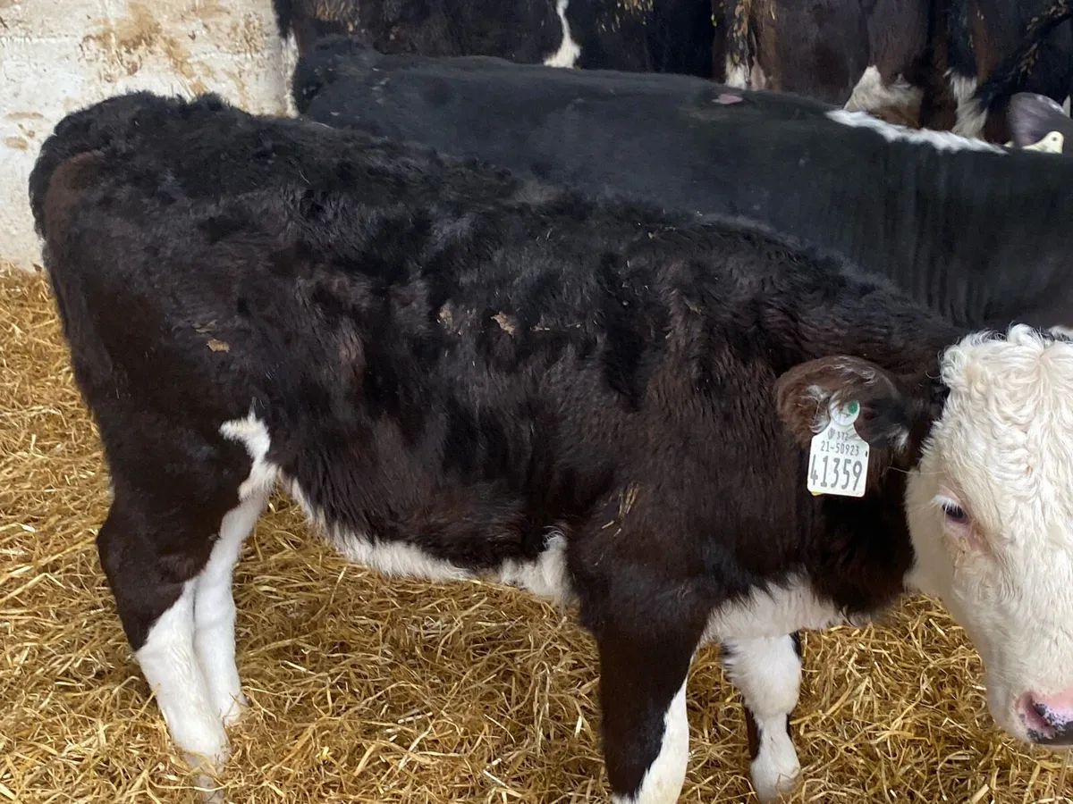 12 Powerful OAD Whitehead Heifer Calves - Image 2