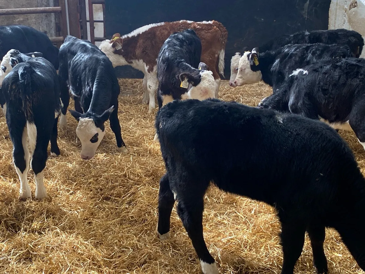 12 Powerful OAD Whitehead Heifer Calves - Image 4
