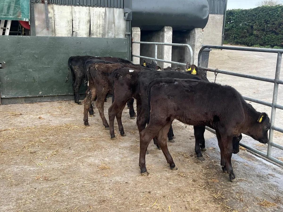 7 five months old weanling heifers - Image 1
