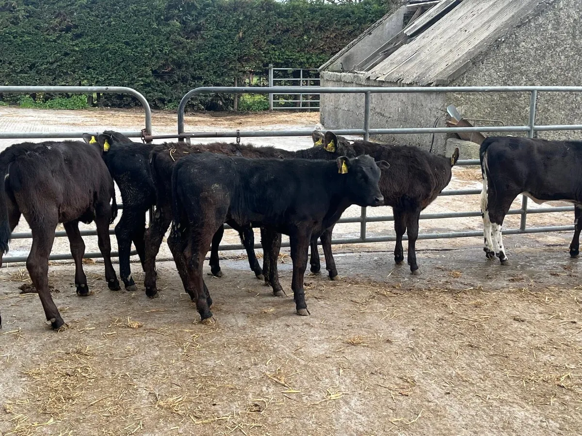 7 five months old weanling heifers - Image 2