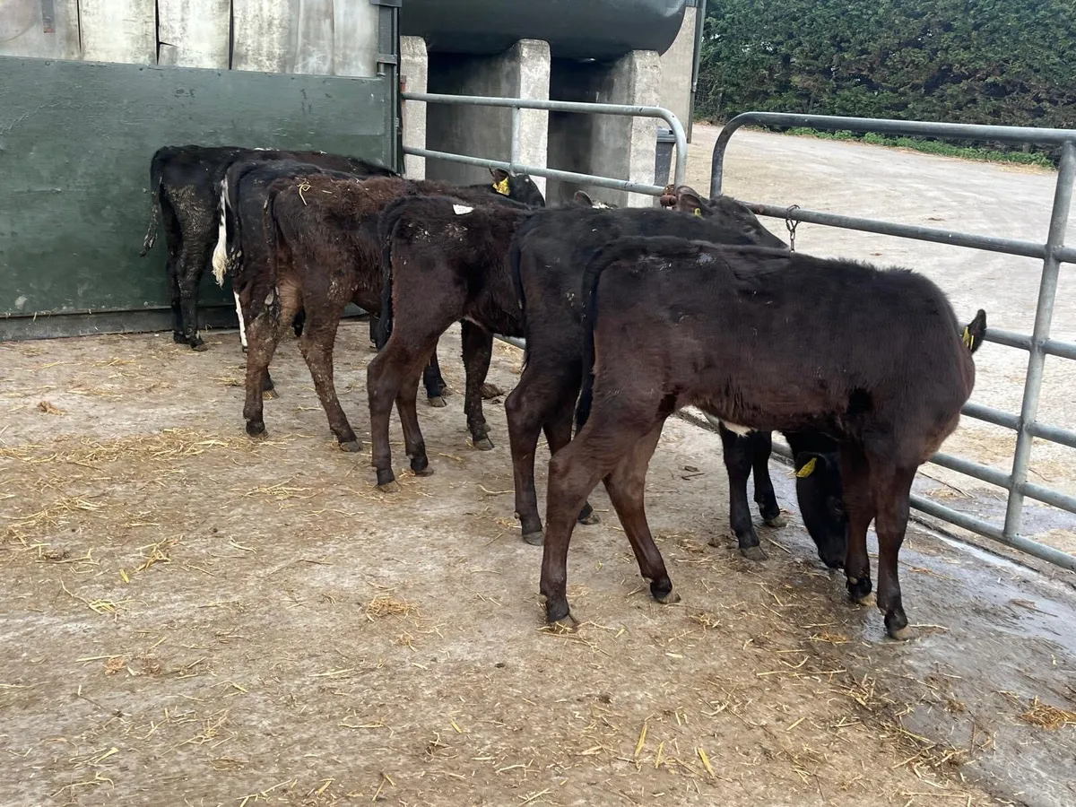 7 five months old weanling heifers - Image 3