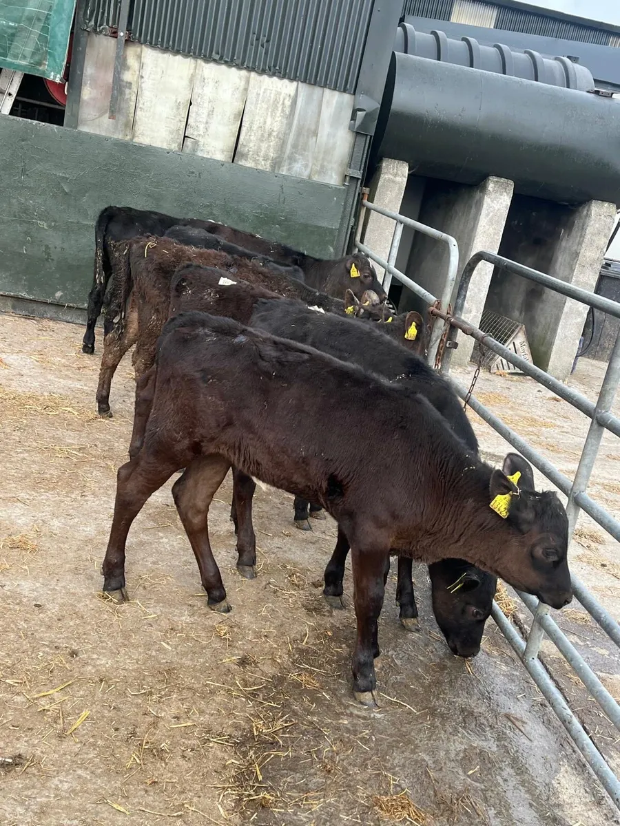 7 five months old weanling heifers - Image 4
